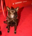 Red Dog Sydney Movie Premier; Paws Up For Aussie Flick, : by Eva Rinaldi - 2nd August 2011 