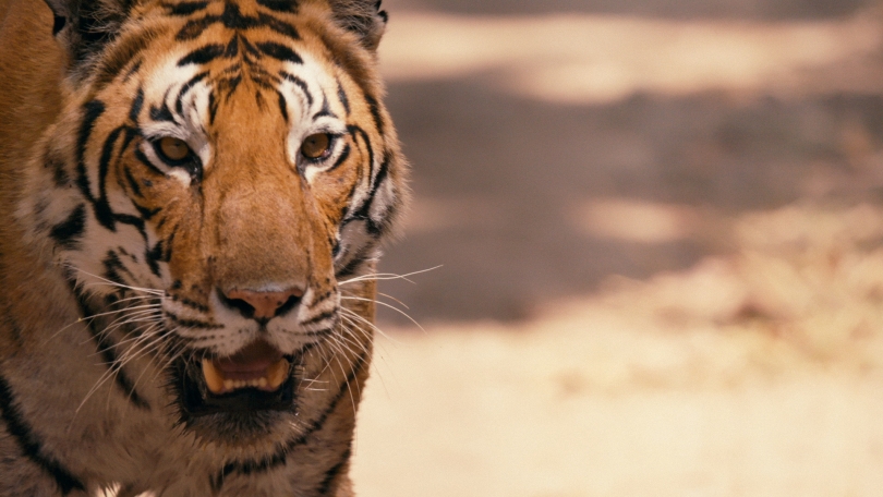 sundance_tiger_2.jpg